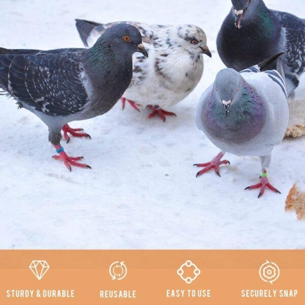 Poultry Leg Band Adjustable Sizes Numbered Identification Birds Rings Pigeon Bands Chicken Foot Ring For Tracking