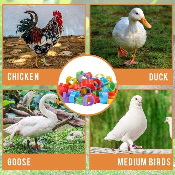 rfid Poultry Leg Band Adjustable Sizes Numbered Identification Birds Rings Pigeon Bands Chicken Foot Ring For Tracking