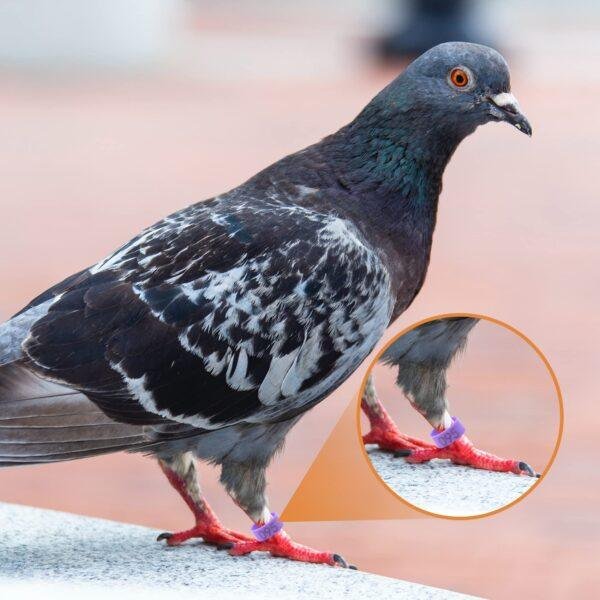 Poultry Leg Band Adjustable Sizes Numbered Identification Birds Rings Pigeon Bands Chicken Foot Ring